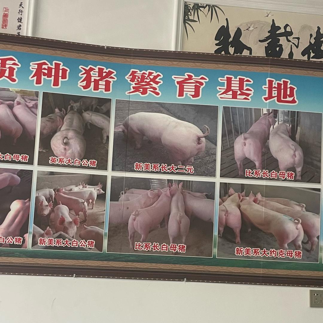 母猪养殖、（育肥批发）欢迎咨询