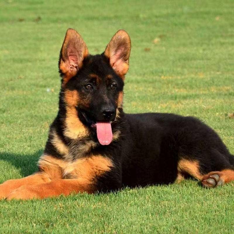 启旺德牧马犬