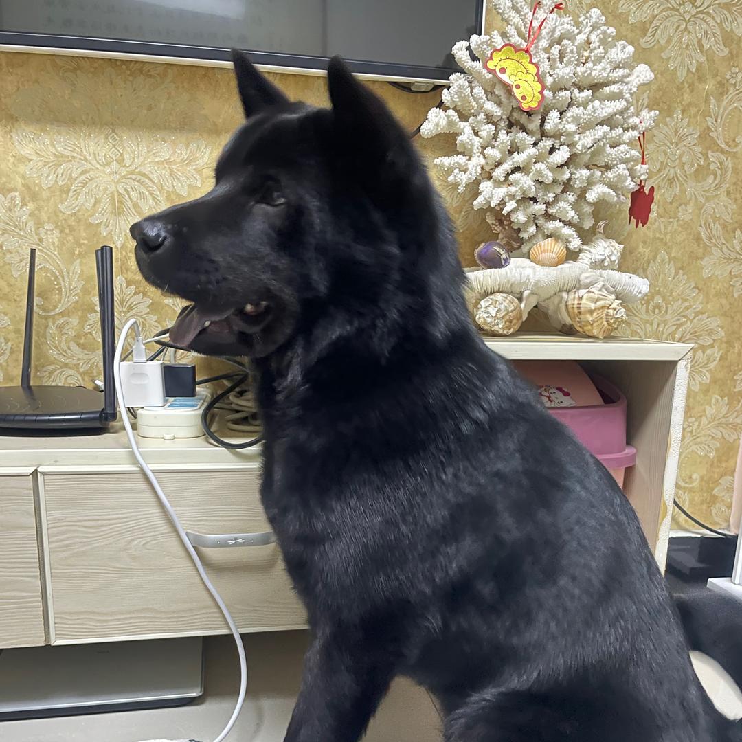 中华田园犬 临沂