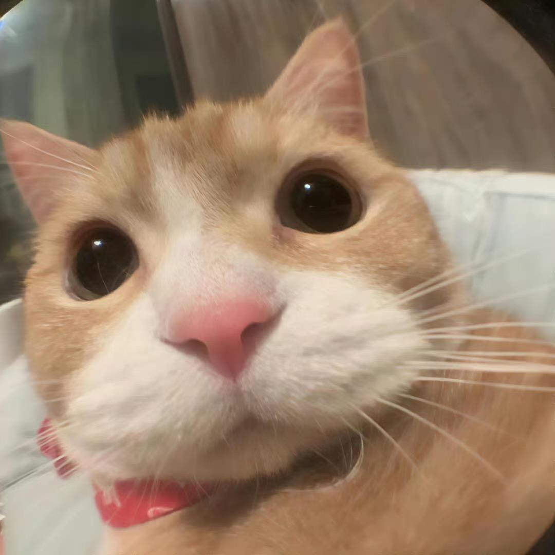 真是太困了（别偷我后场）