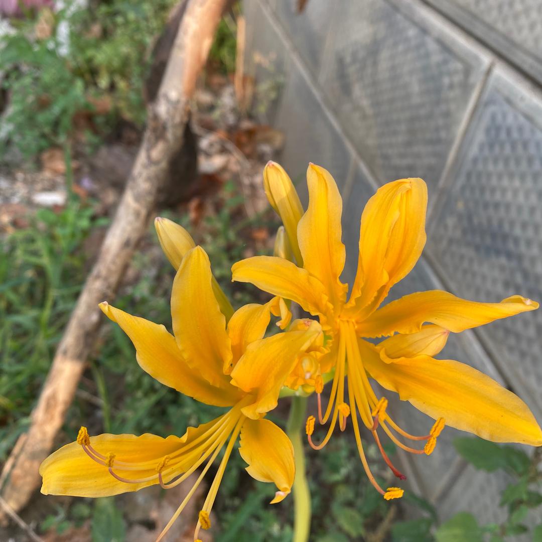 且听风吟丶的头像