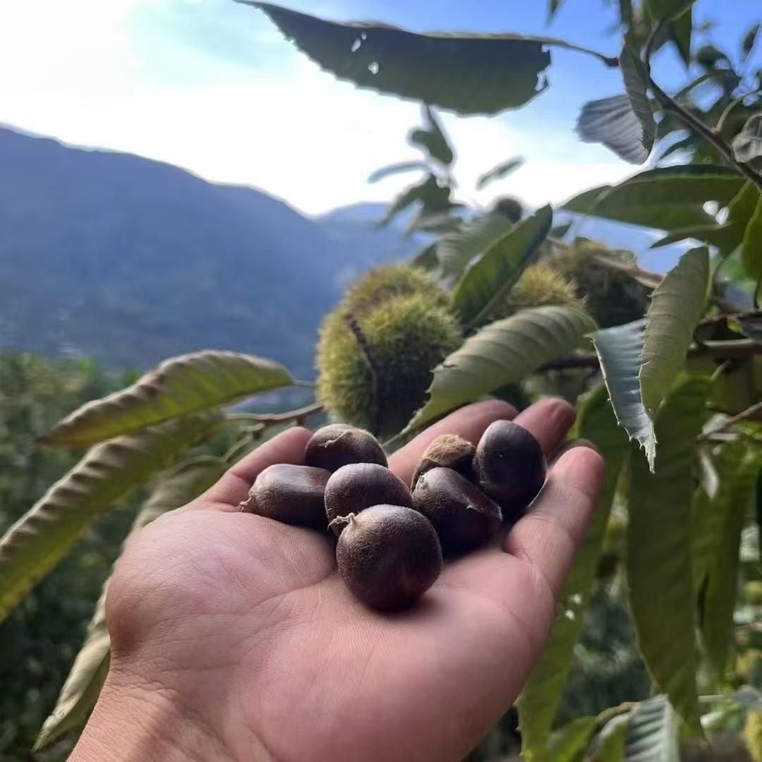 大凉山百年小板栗（二蛋）