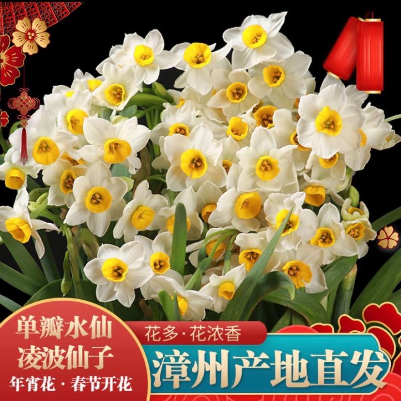 福建漳州水仙花