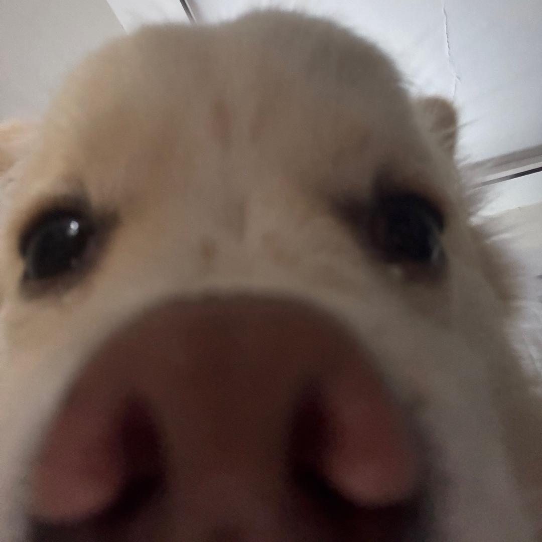 囧囧