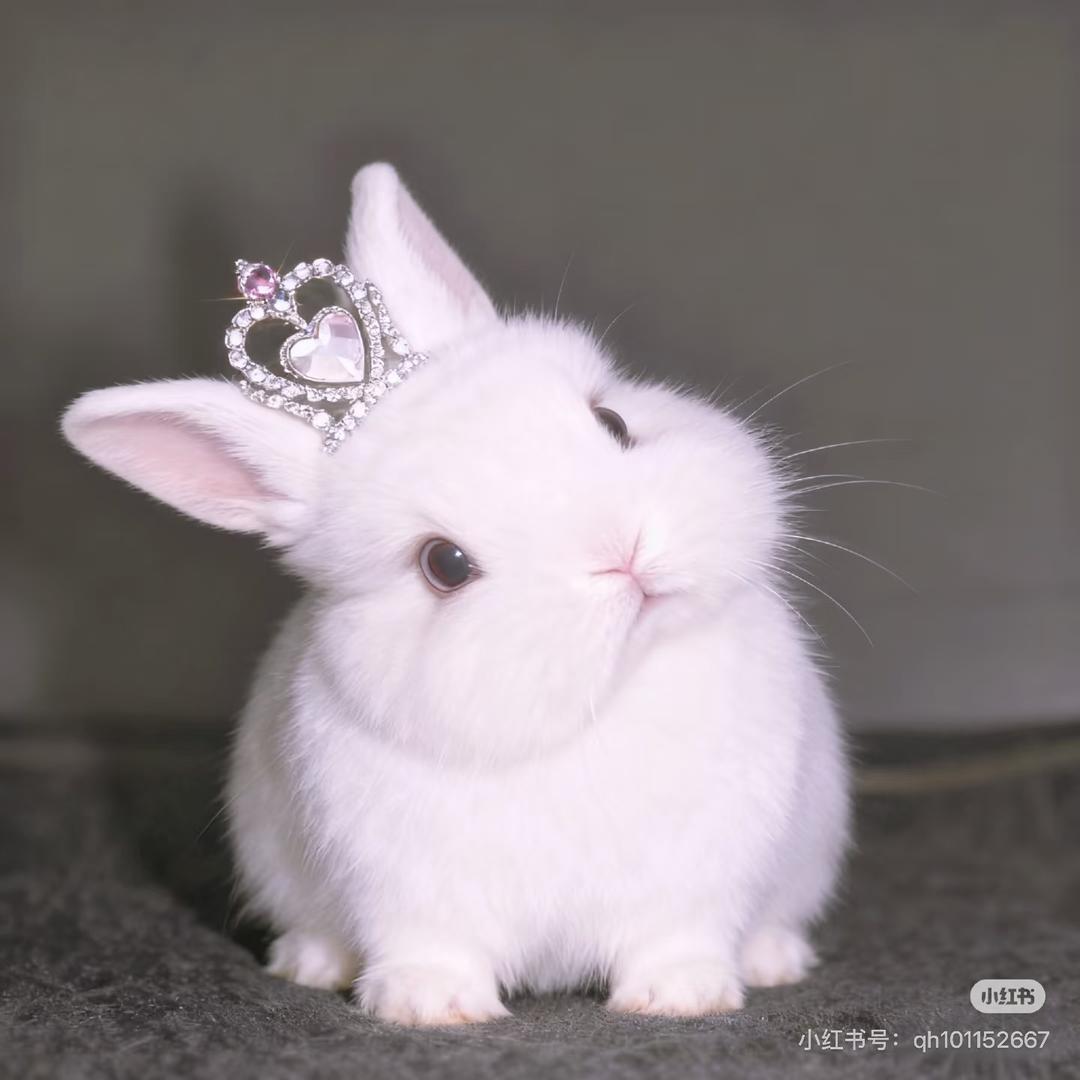 小考拉ouo