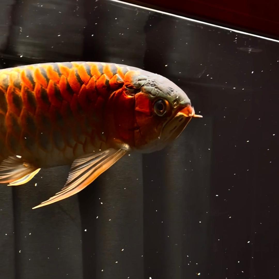 祥仔水族宠物