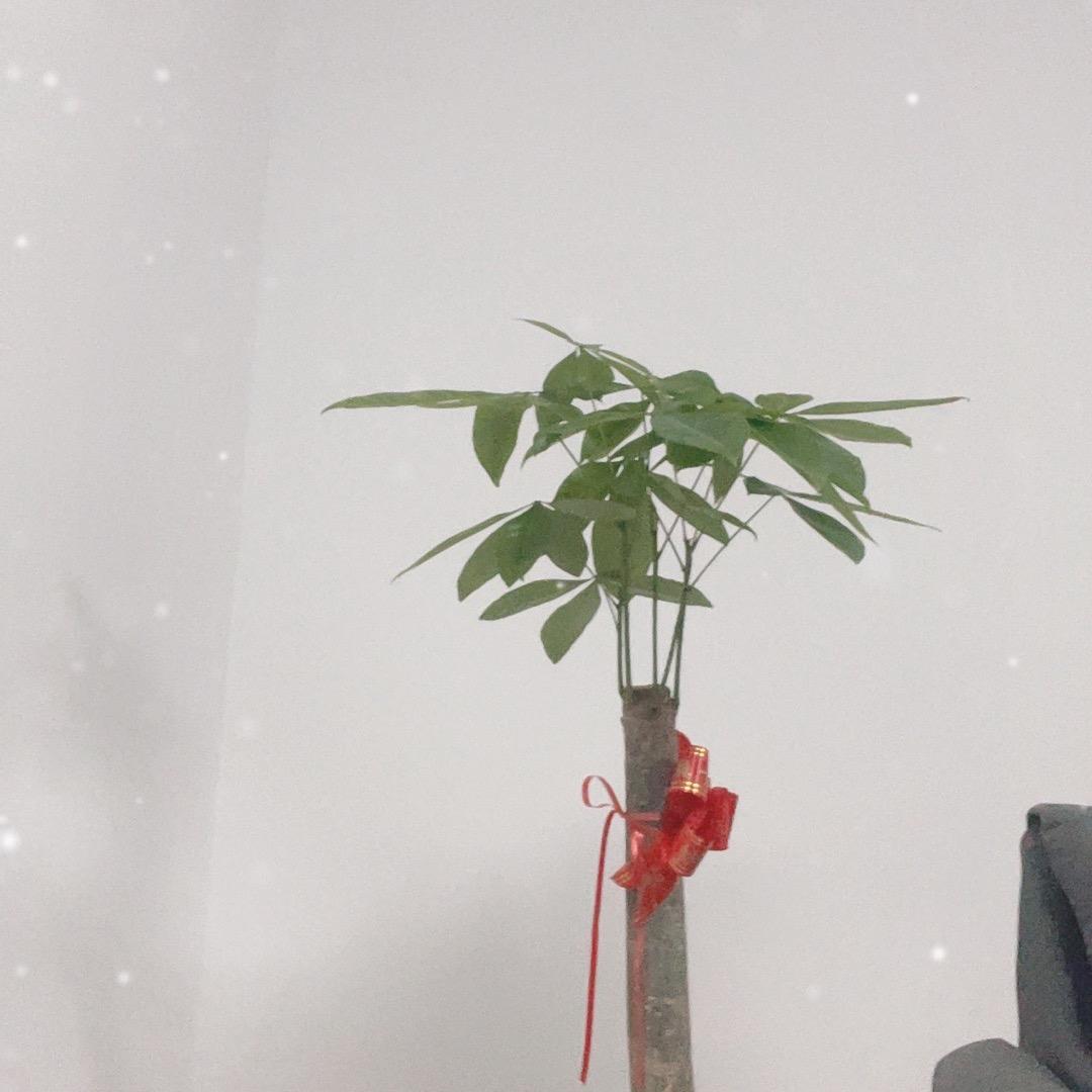 上海科狸管理有限公司