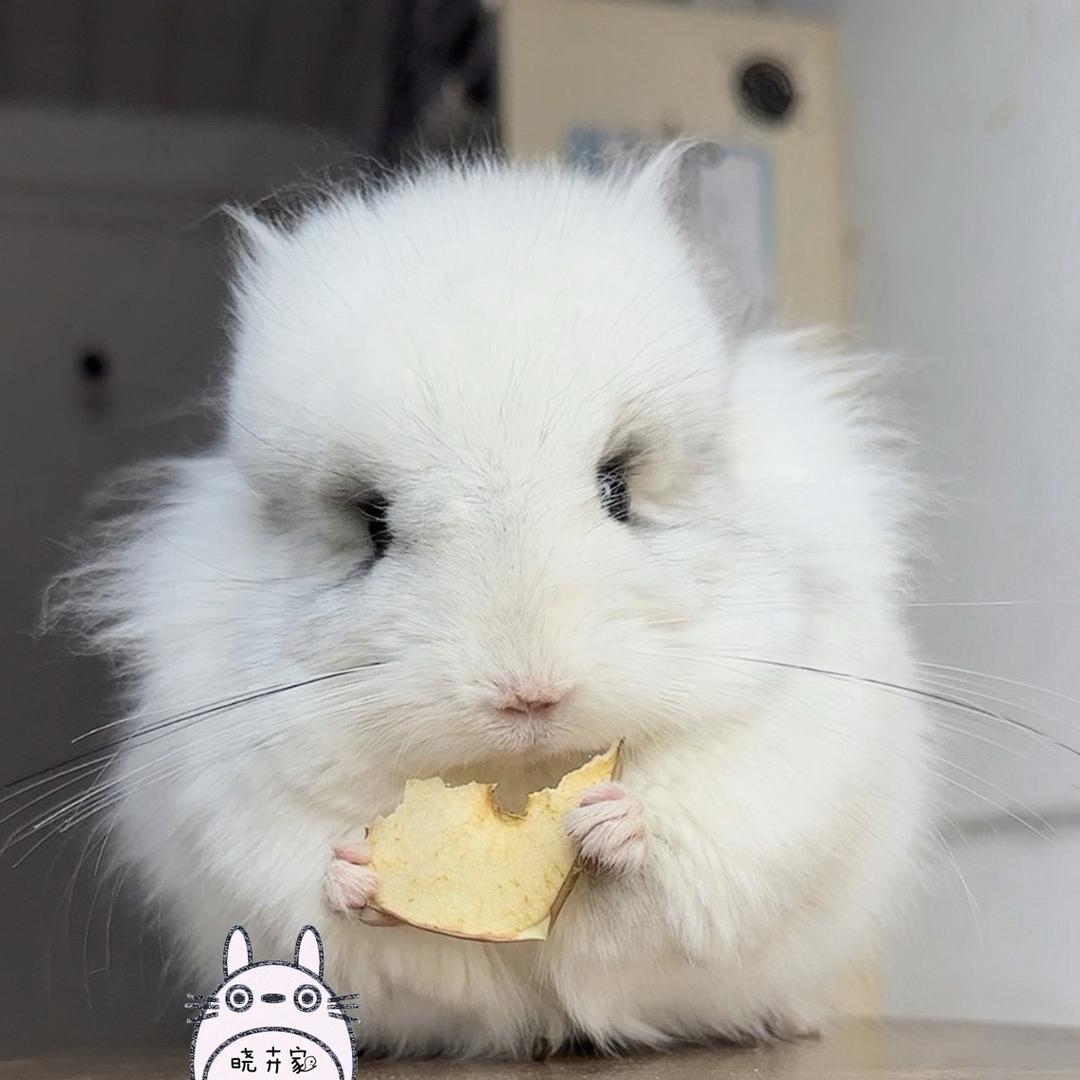 宁波晓卉龙猫🍭