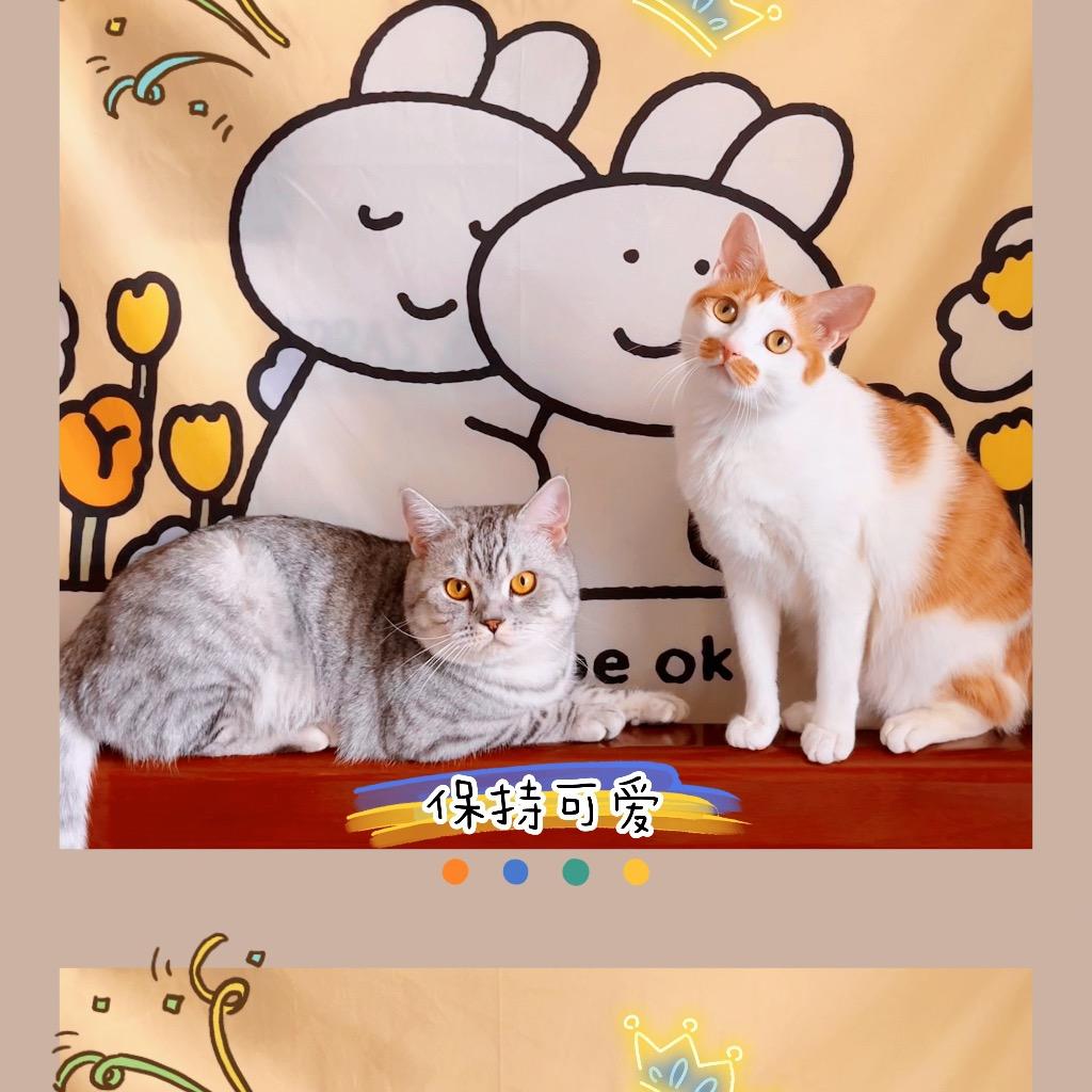 🌈海绵章鱼哥🌈