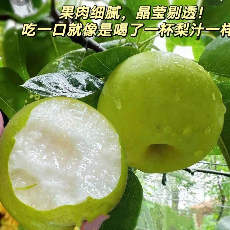 砀山梨(助农)