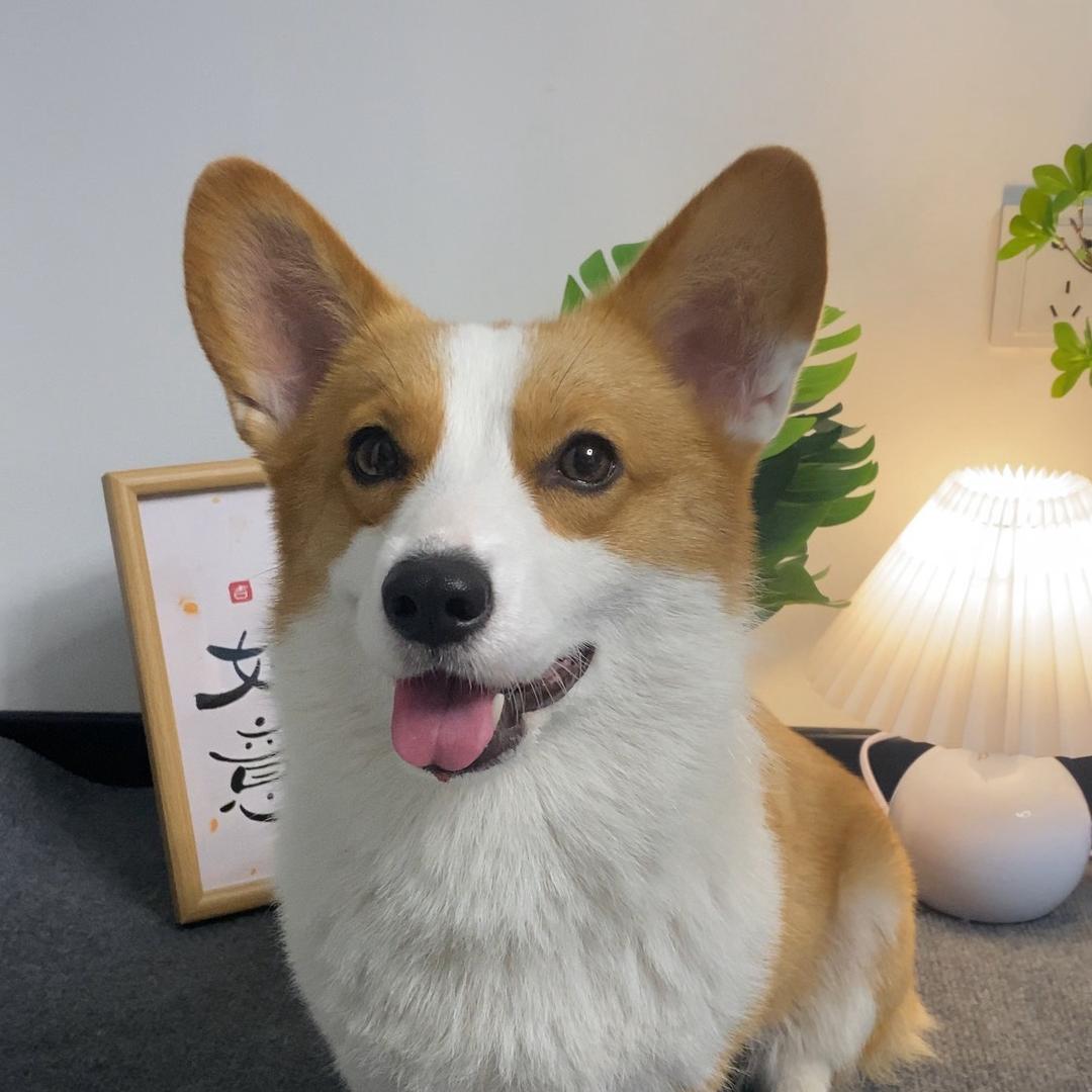 短腿吴一伊
