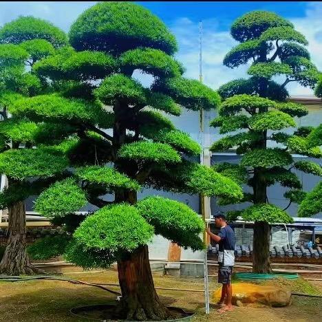 国松园林
