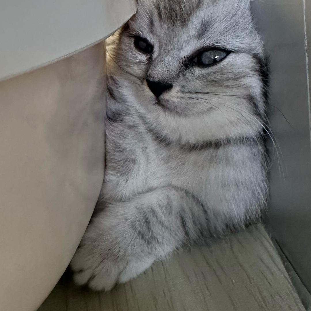 牛七〇