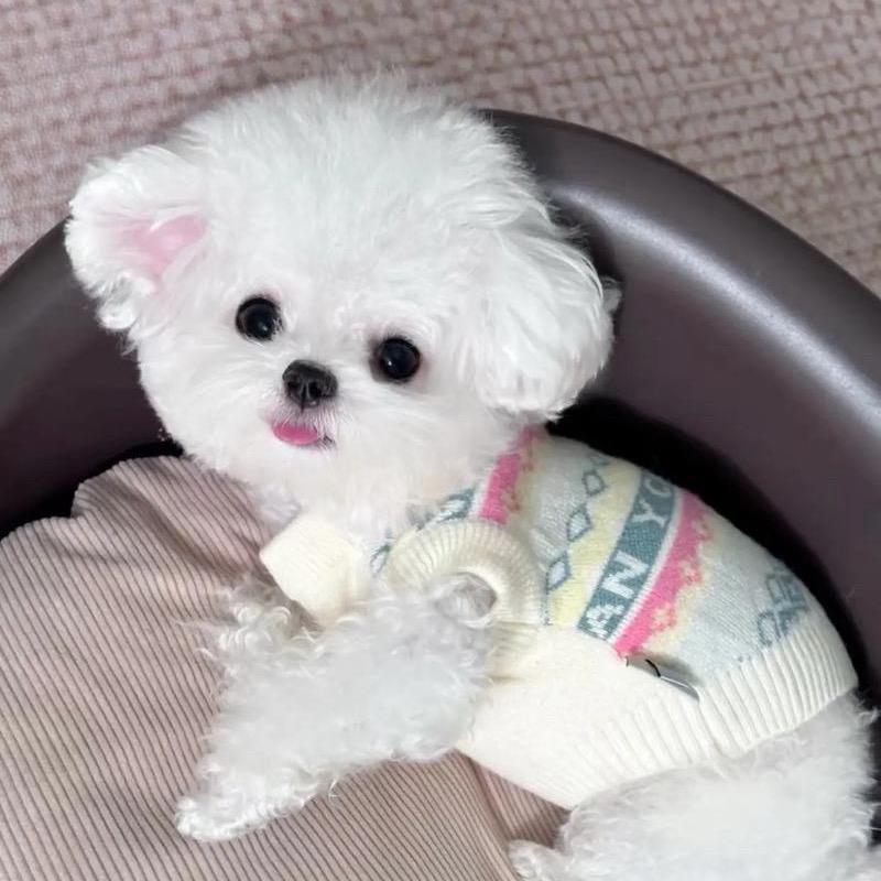 小甜家宠物狗