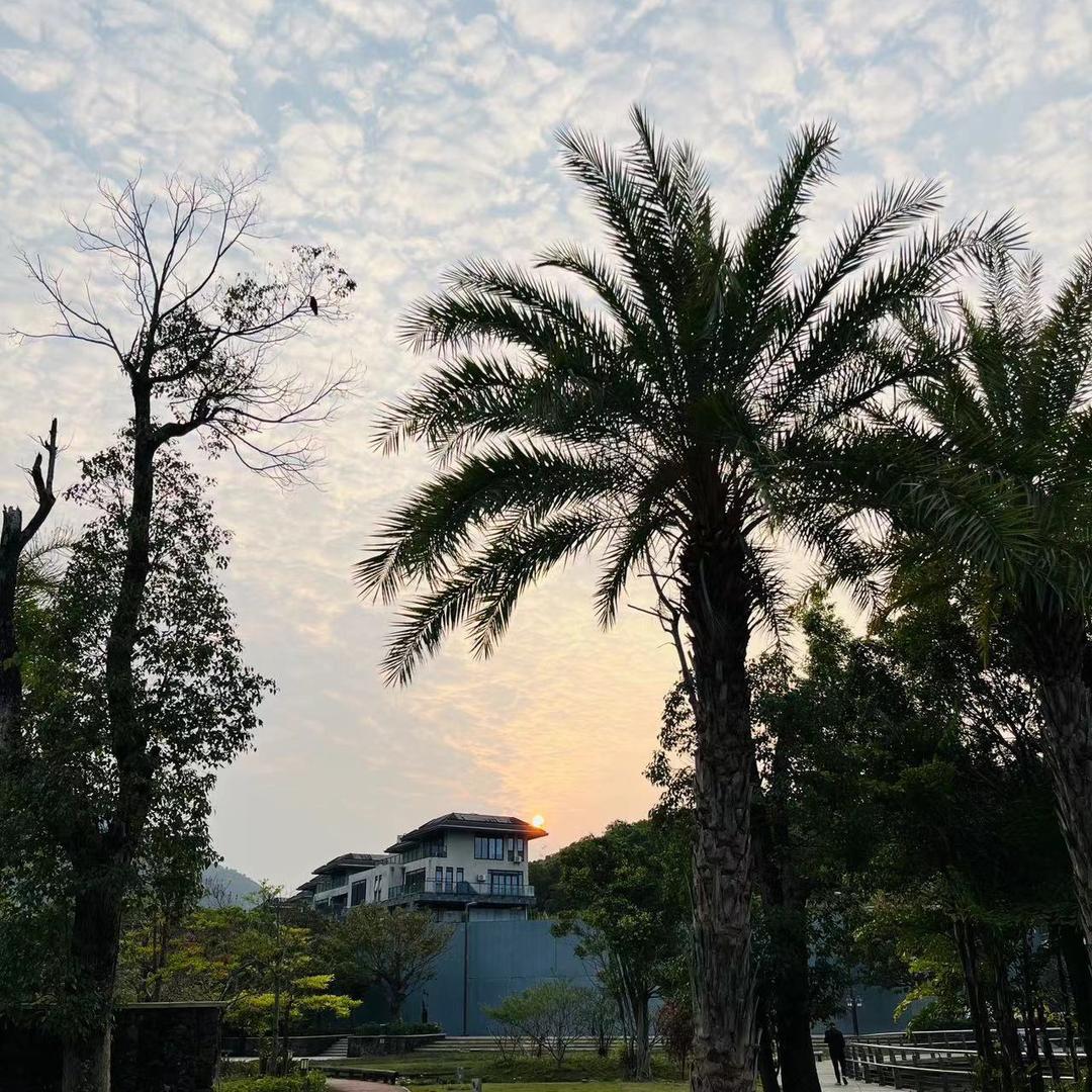 Ms  雨露