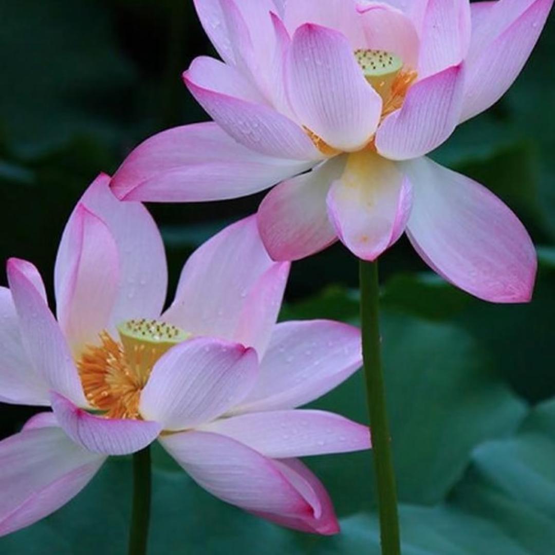 丁丁南海海景房