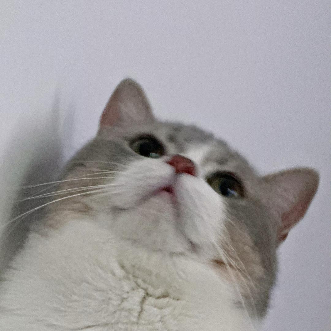 大猫日记
