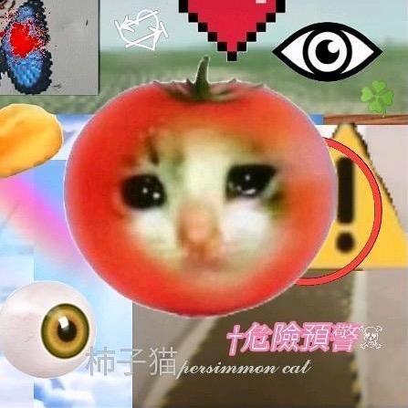 柿子猫Persimmon cat🍅