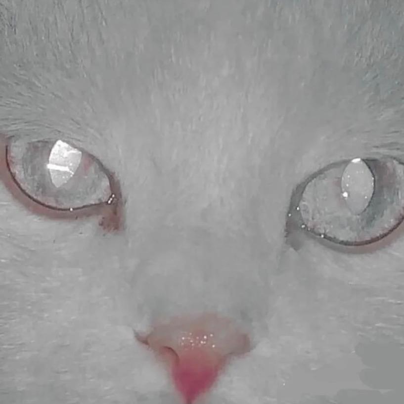 你太笨了lia