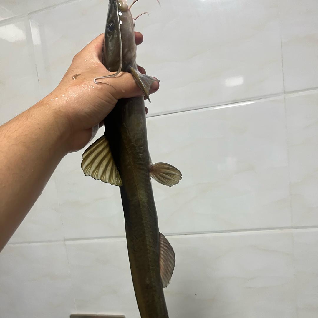 释怀🎣