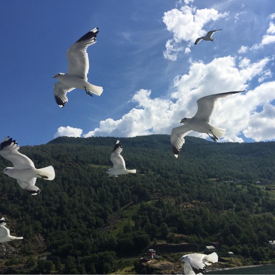 观海精品藏书
