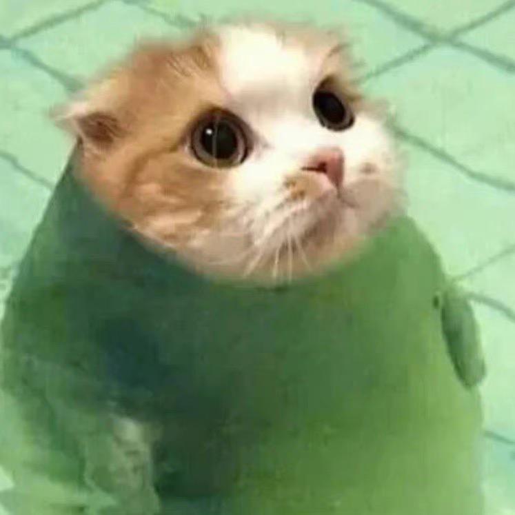 绿绿猫