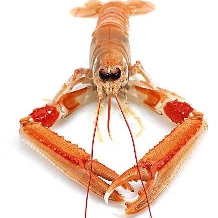 忆虾缘