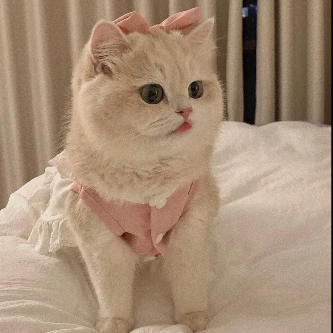 胖胖😴