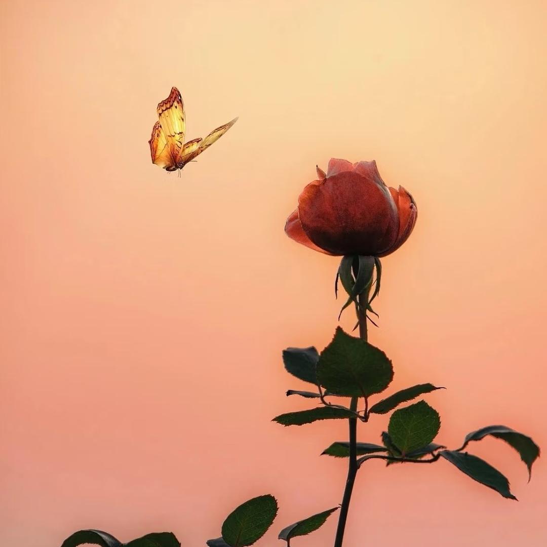 向日葵-🌻