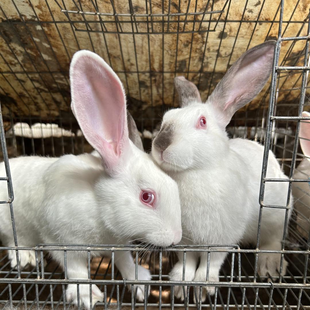 益农种兔养殖基地