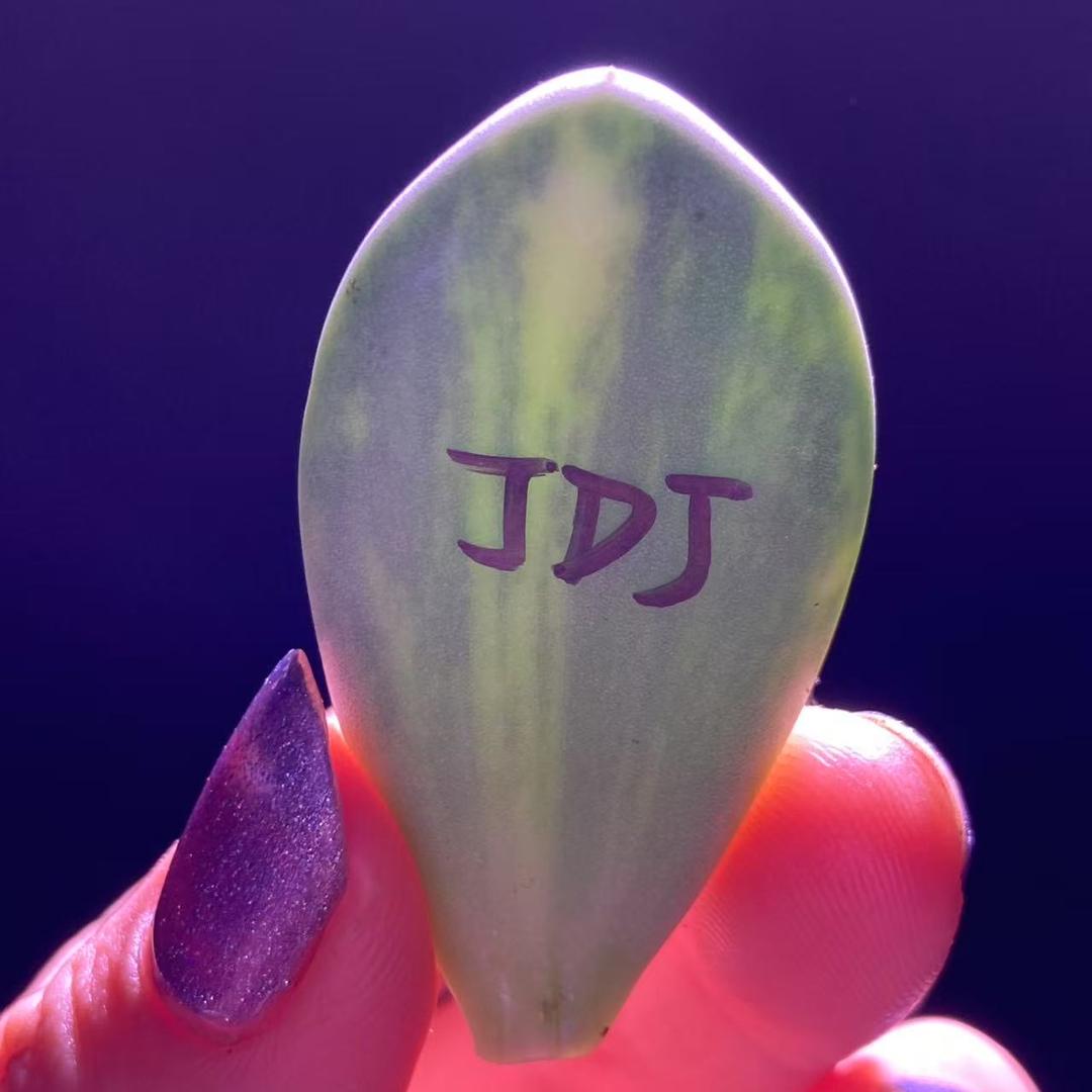 米菲多肉园艺精品老桩