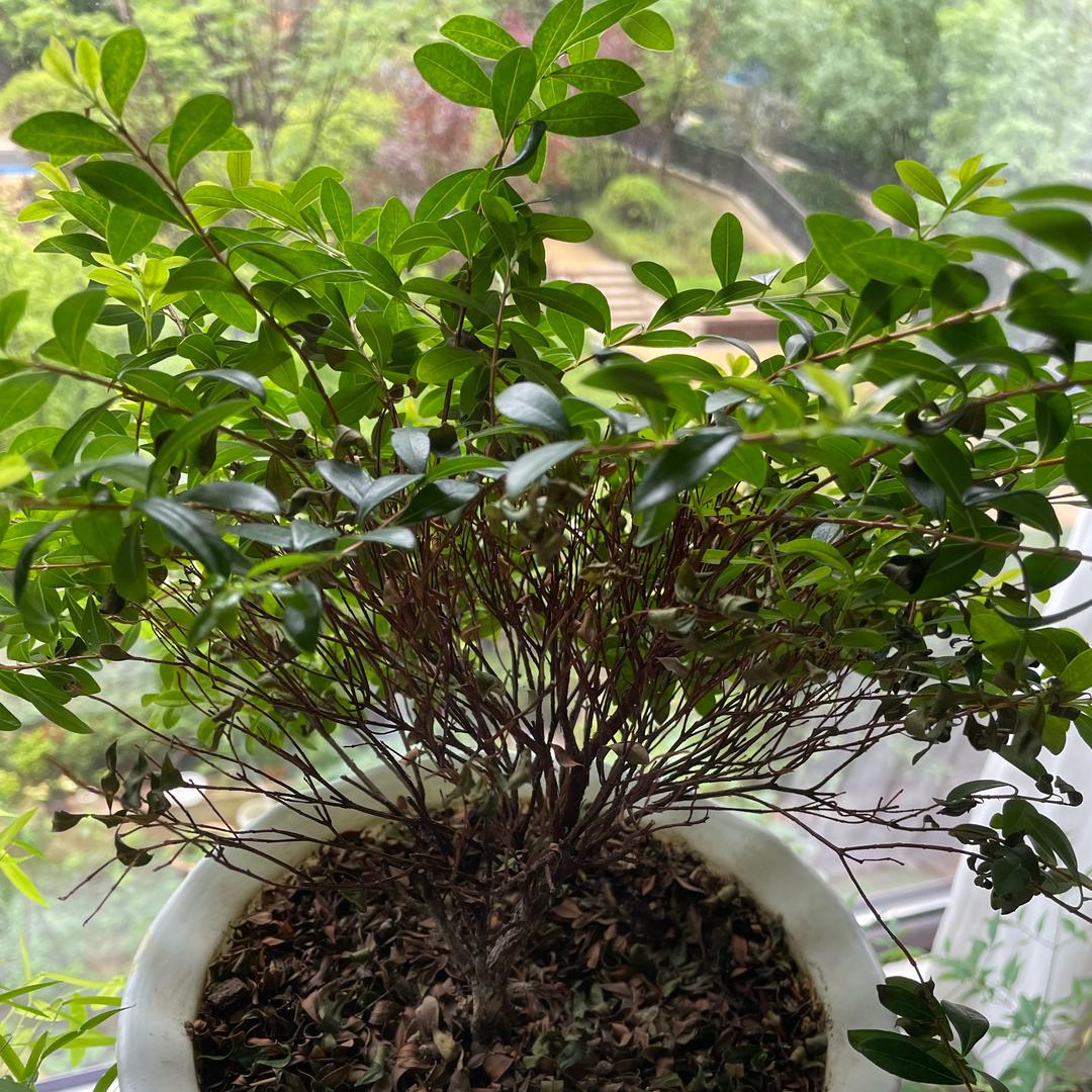 罗汉18（直播）
