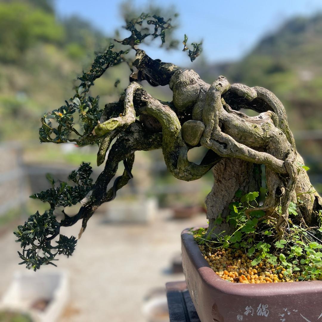 像素森林@掌中宝