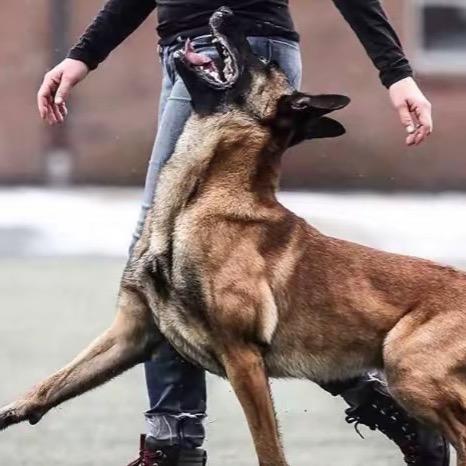 AA马犬