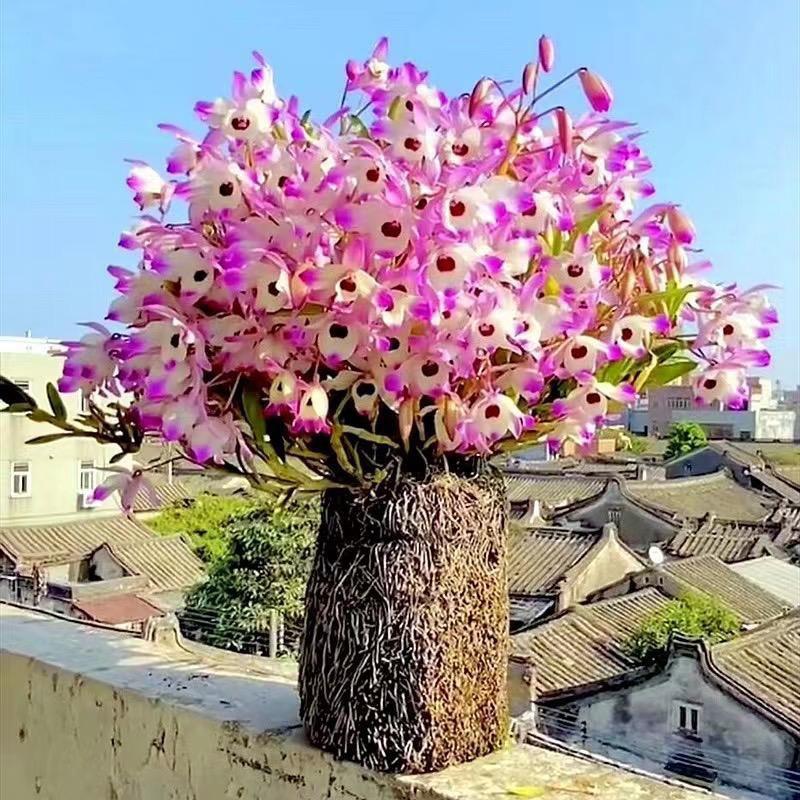 德记花卉(种植、养护经验分享）