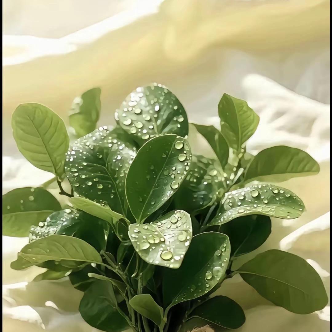 🍀🍀