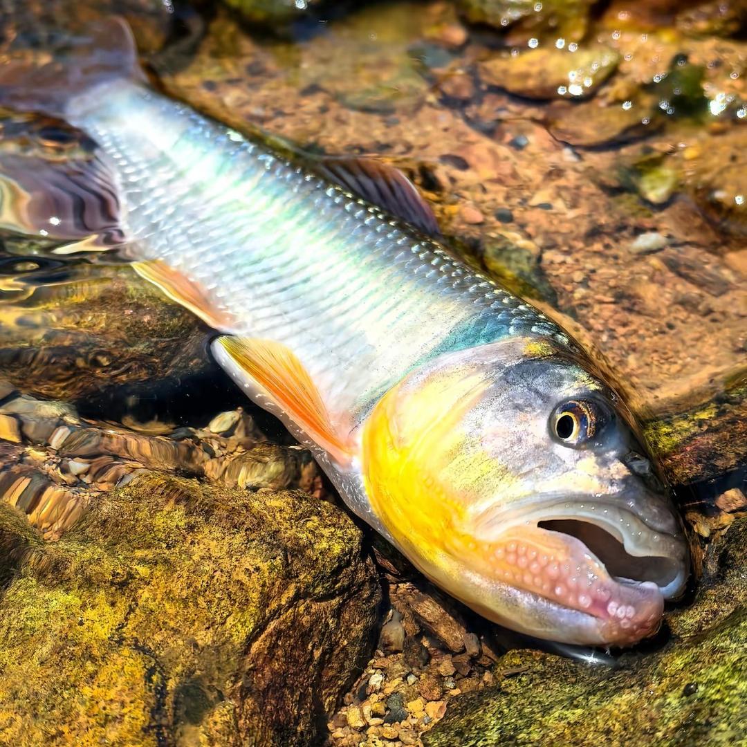 贤渔玩家原生鱼