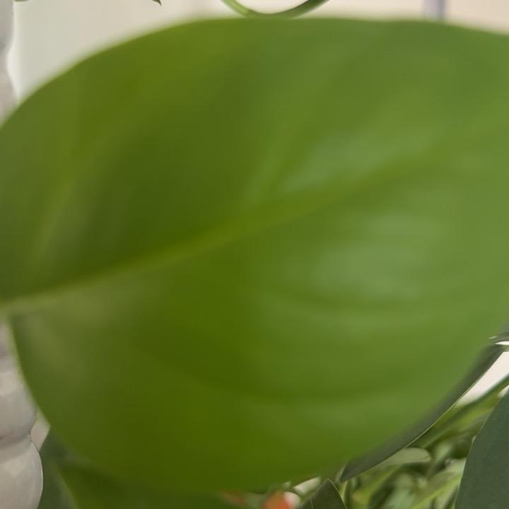 军中绿花无法无天