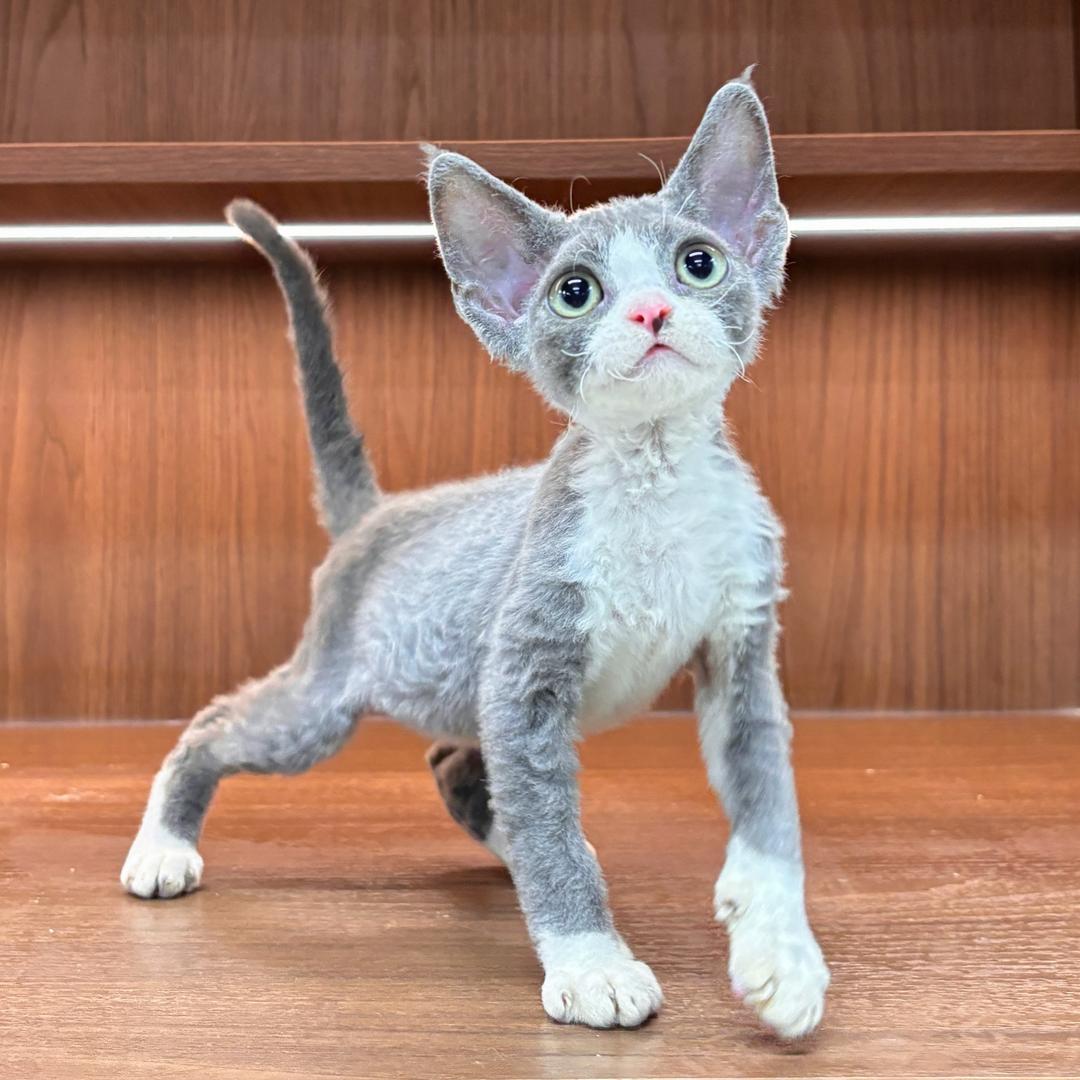 栗子家的猫