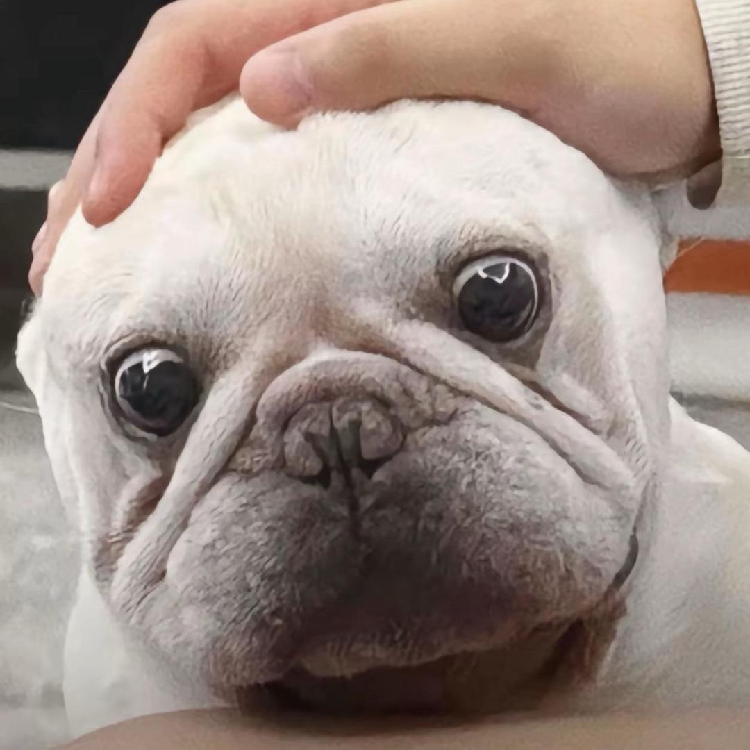 心之所向·