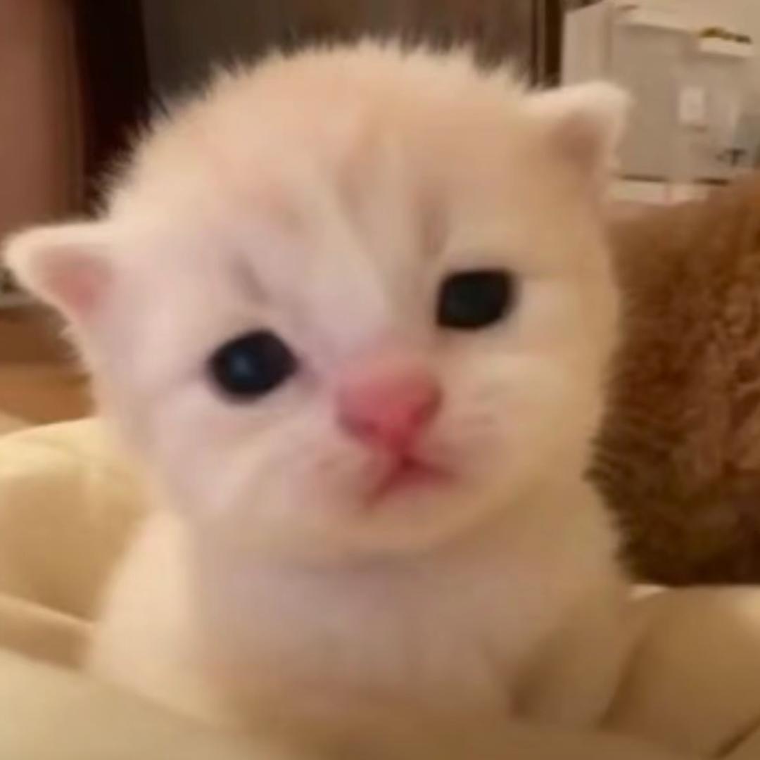 豆芽鸭💟
