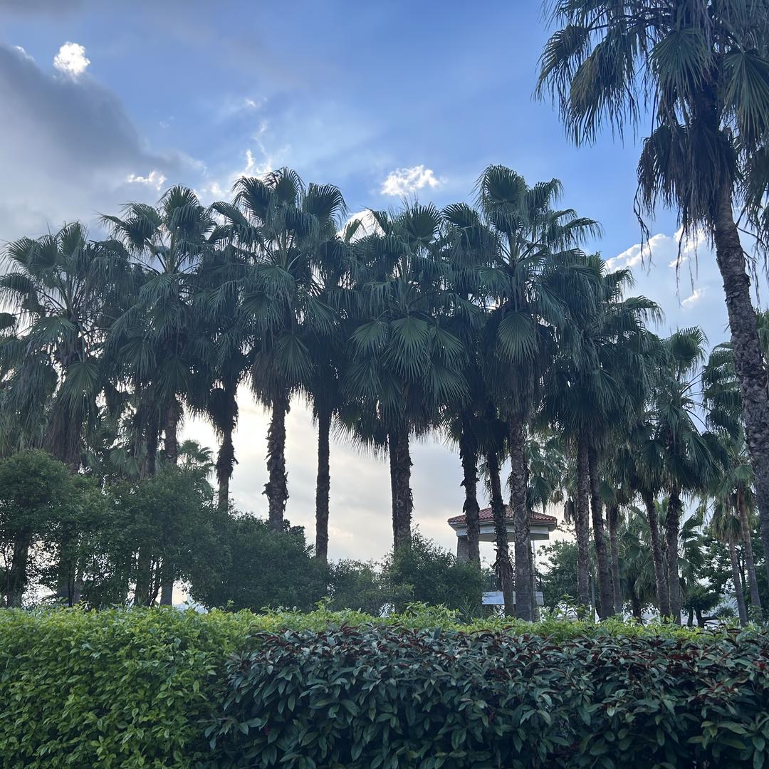 潇洒哥的二手车