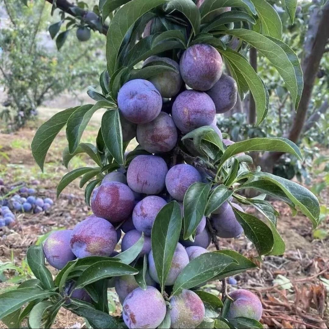 蜀山果果