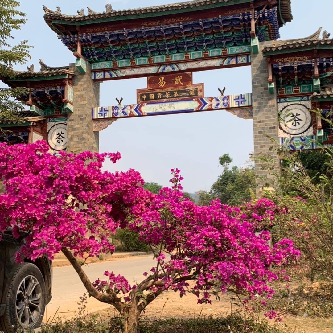 香满露易武古树