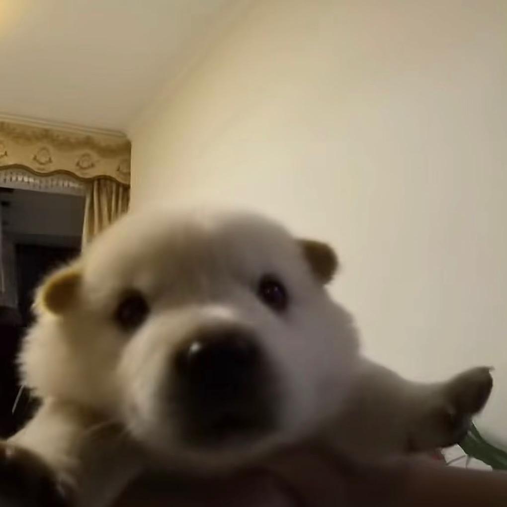 小晗狗狗派