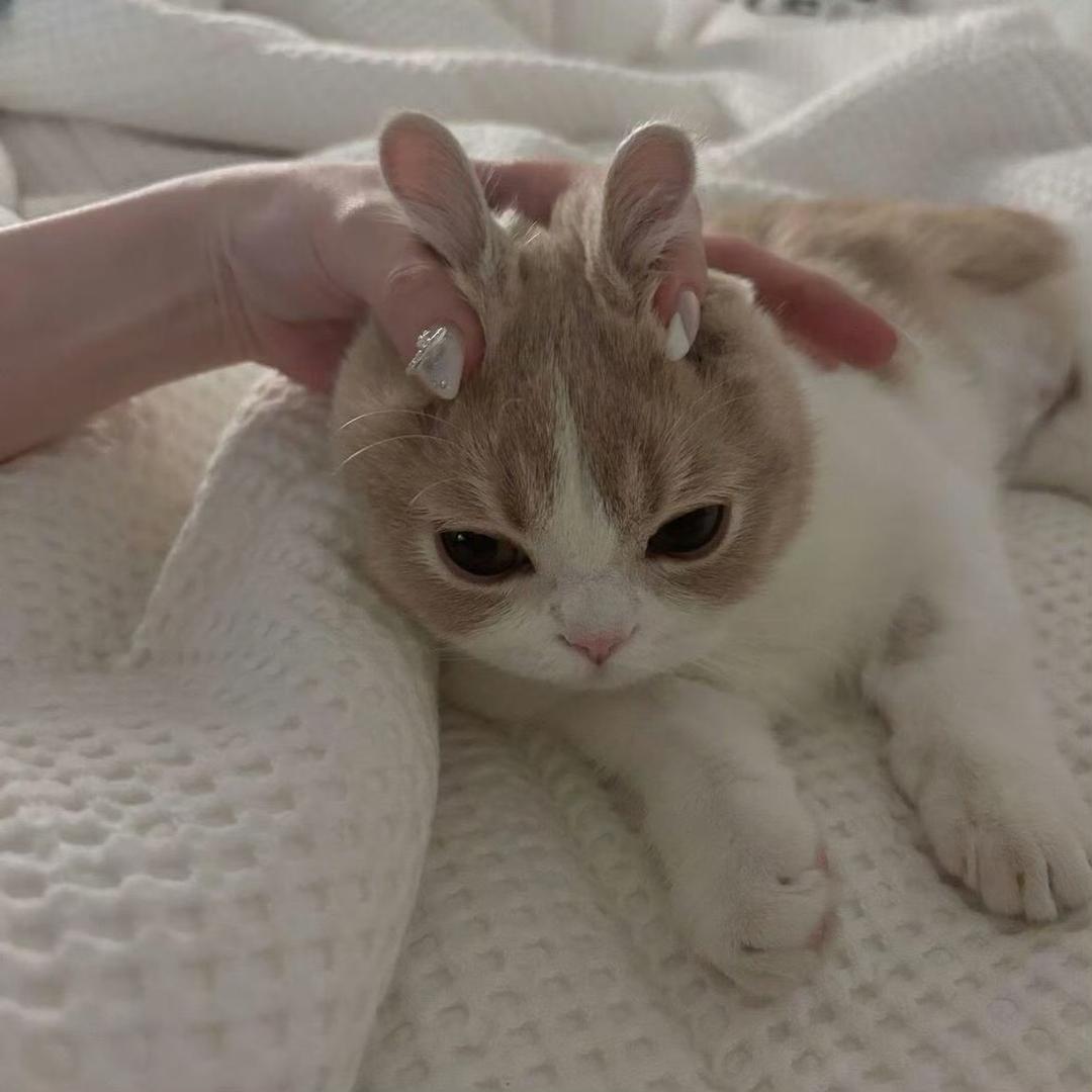 芙
