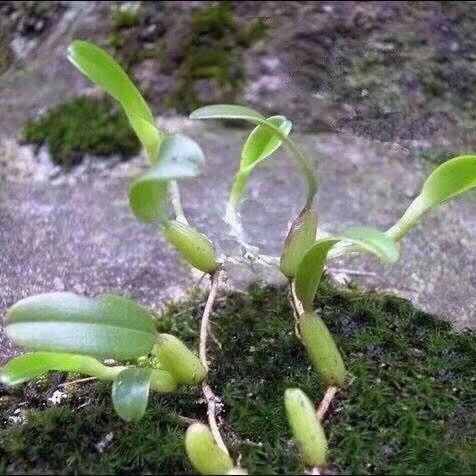 海岸线网络
