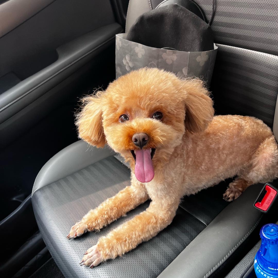 🫶这只小狗叫多多