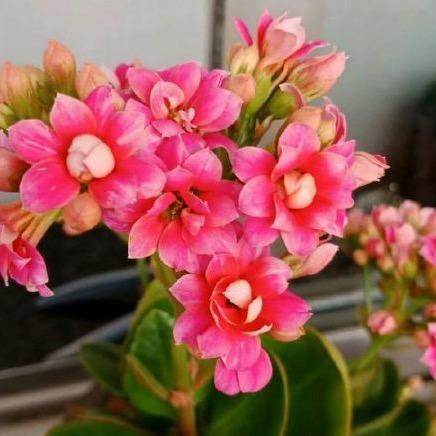 艺程花卉