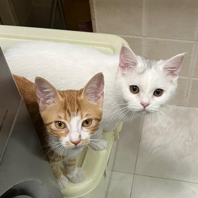 黄毛的婚后生活🐈